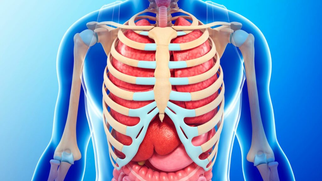 human:8rlacer0tam= ribs